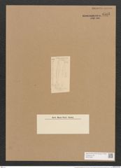 Homoeocladia subcohaerens Grun. (de-Toni-Nr.: Genus 48, Species 2190) Zeichnungen Sammlung Grunow Nr. 4585 (NHMW-BOT-W0372597)